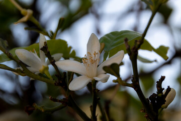 nature, park, macro High quality photo