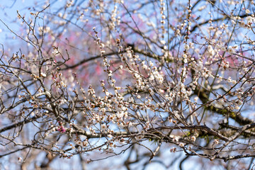 Plum blossoms blooming in the Hundred Herb Garden_02