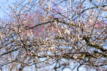 Plum blossoms blooming in the Hundred Herb Garden_01