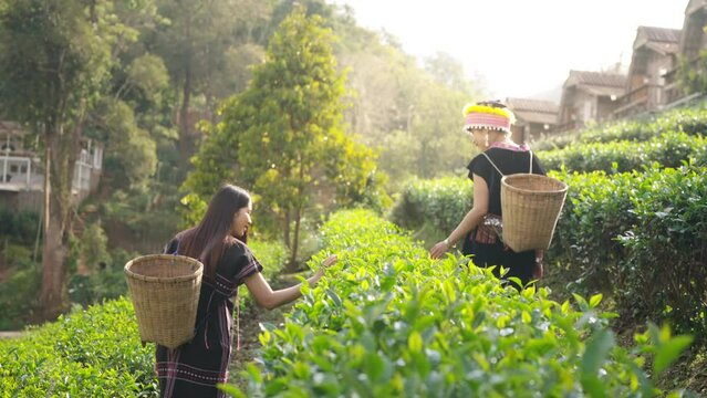 Two Asian woman farmer working in tea plantation in Chiang Mai, Thailand. Hill tribes woman farm worker in traditional dress growing and harvesting organic tea leaf on the mountain.
