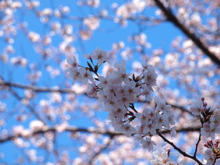 飛鳥山の桜