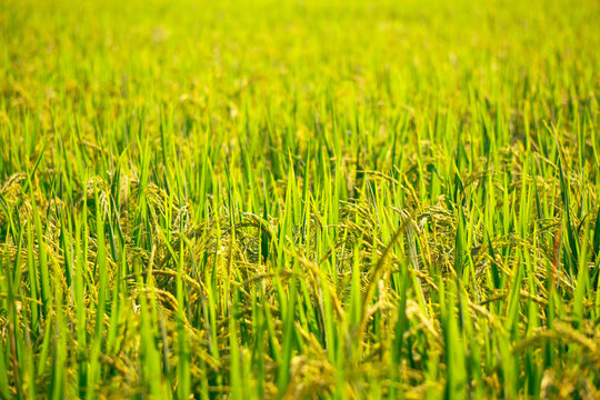 This is a close-up image of a rice field. The rice plants are green and lush. The sun is shining brightly, and there is a light breeze blowing.