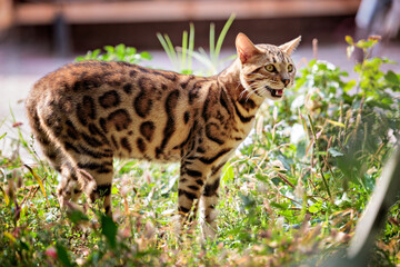Naklejka na ściany i meble Beautiful bengal cat walking outdoor hunting in the grass. Cat meows