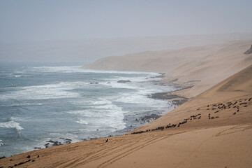 Cape fur seal colony in the dune of the Namib desert