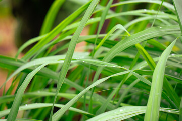 Image of lemongrass tree leaves.