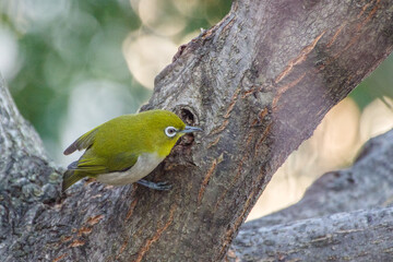 東京港区赤坂4丁目のメジロ