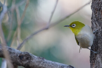 東京港区赤坂4丁目のメジロ