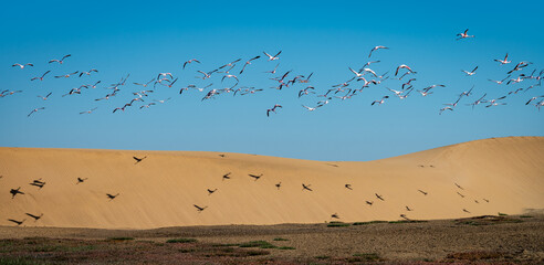 Lesser flamingo flying over the Namib dunes