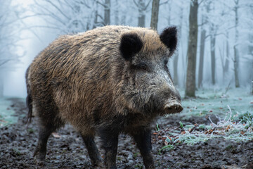 Starker Keiler im Raureif