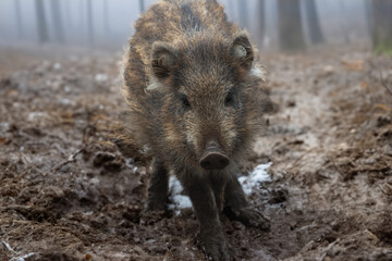 Einsamer Frischling im Wald