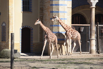 giraffen im zoo