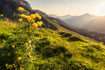 Gelb blühende Trollblumen auf einer grünen Almwiese in den Tiroler Alpen im Gegenlicht der Sonne beim Sonnenuntergang im Frühling, Österreich - obrazy, fototapety, plakaty