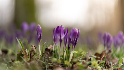 Der Frühling ist da 