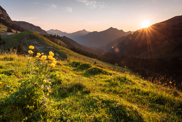 Gelb blühende Trollblumen auf einer grünen Almwiese in den Tiroler Alpen im Gegenlicht der Sonne...