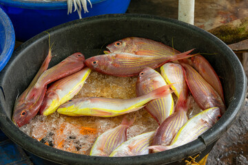 Red Snapper fish for sale Cochin Kerala India