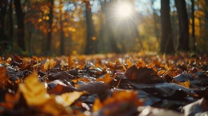Fototapeten Cozy autumn forest scene with fallen leaves and dappled sunlight. Invites viewers to embrace the beauty of the season. © Postproduction