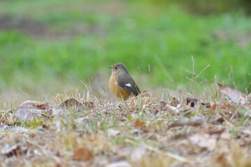 地面に降りた雌のジョウビタキ