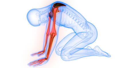 Human Skeleton System Upper Limbs Bone Joints Anatomy