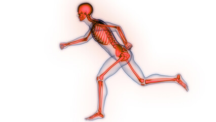 Human Skeleton System Bone Joints Anatomy