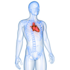 Human Circulatory System Heart Anatomy