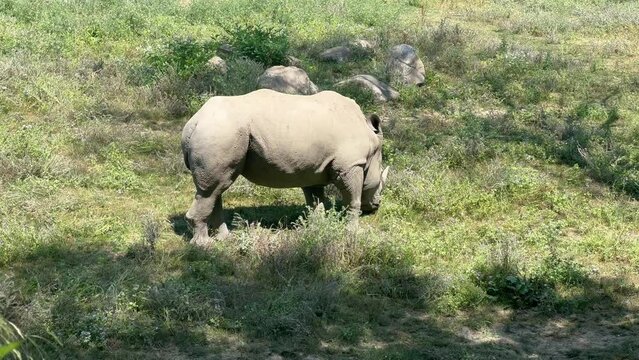 White Rhinoceros - Rhino - Amazing White Rhino in Close Up Profile Walking - White rhinoceros Eating - White Rhinoceros 4k - Rhinos grazing - Ceratotherium simum - White rhinos fighting and eating
