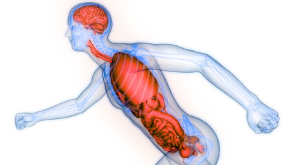 Human Internal Organs Anatomy