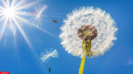 A delicate dandelion seed head captured in stunning detail with seeds dispersing against a bright, sunlit blue sky.