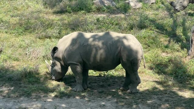 White Rhinoceros - Rhino - Amazing White Rhino in Close Up Profile Walking - White rhinoceros Eating - White Rhinoceros 4k - Rhinos grazing - Ceratotherium simum - White rhinos fighting and eating