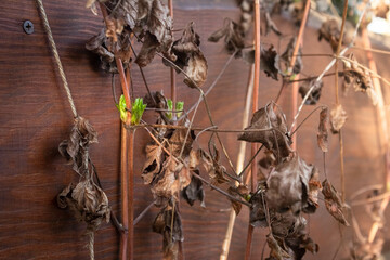 Unpruned clematis viticella - mass of tangled stems with green buds in the spring, forsted after winter and dried out