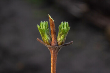 How to prun clematis viticella stems in the spring - pruned clematis with green buds close-up
