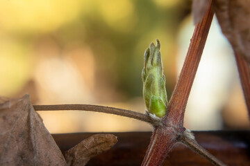 Buds on a clematis viticella, unpruned clematis plant in the spring with tangled mass of stems