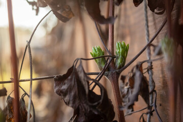 Buds on a clematis viticella, unpruned clematis plant in the spring with tangled mass of stems