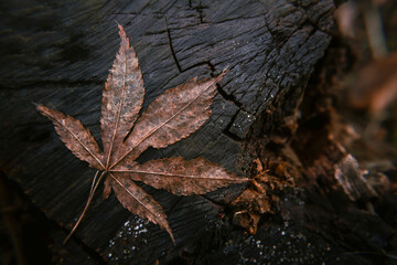 Fallen leaf of Japanese maple on a wooden stump close-up, dark natural wallpaper or background with autumn mood, Acer palmatum