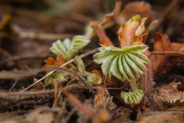 Young Garden Lady's-mantle (Alchemilla mollis) plant sprouting up in the spring, perennial growing back after the winter  close-up