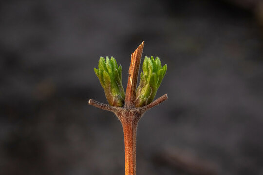 How to prun clematis viticella stems in the spring - pruned clematis with green buds close-up