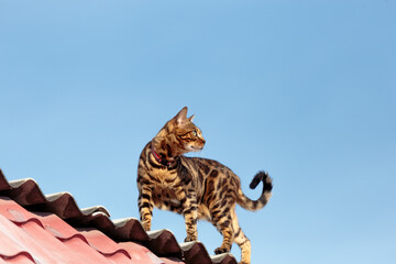 Beautiful bengal cat walking on the roof. Cat against the blue sky.