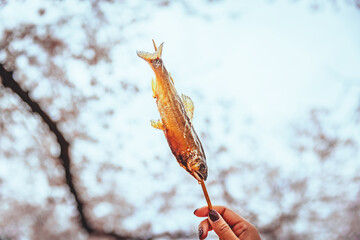 Japanese grill fish Ayu skewer on hand in street food sakura festival in Tokyo Japan - 749867195