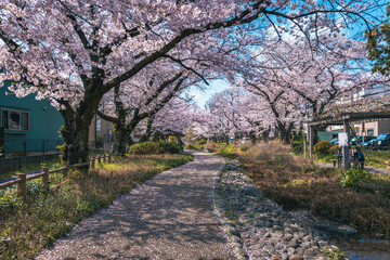 Sakura cherry blossom flower tree in full bloom with river in Negawa Green Road Tachikawa Tokyo Japan - 749867319