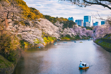 Sakura cherry blossom flower tree in full bloom at sunset in Chidorigafuchi park Tokyo Japan - 749867359