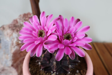 Cactus Gymnocalycium The double flowers are in full bloom, fuchsia color, in a pot, placed on a...