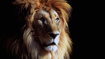 Portrait of a Beautiful lion, lion in dark. An adult lion resting