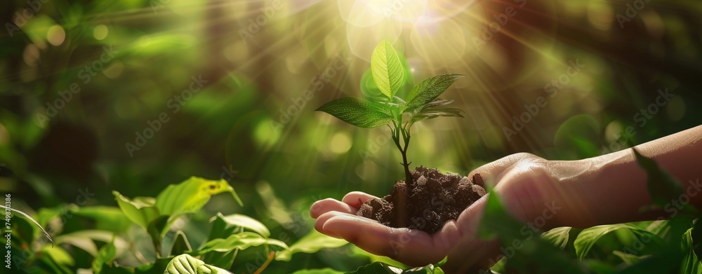 Wall mural panorama of small trees planted in hands. the sun shines among the green trees. green world and eart