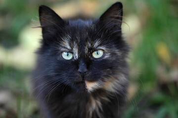 Portrait of cute fluffy street cat