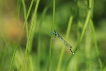 Blue tiny dragonfly sitting on plant