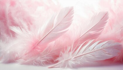 beautiful abstract light pink feathers on white background white feather frame on pink texture pattern and pink background love theme wallpaper and valentines day white gradient