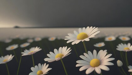 field of daisy