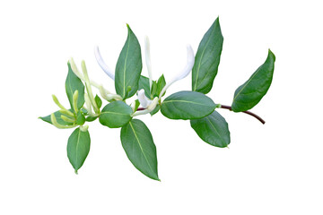 Obraz premium Honeysuckle or Lonicera japonica flowering branch isolated transparent png. White fragrant Lonicera flower buds bunch.