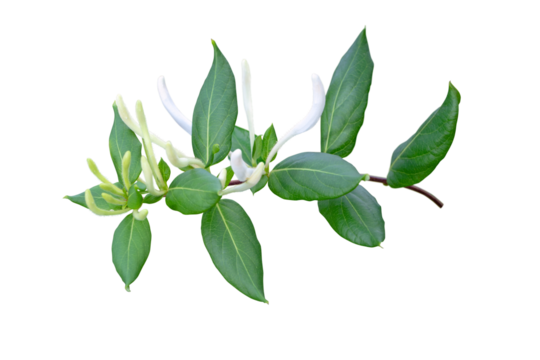 Honeysuckle or Lonicera japonica flowering branch isolated transparent png. White fragrant Lonicera flower buds bunch.