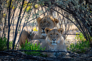 Young male lions resting