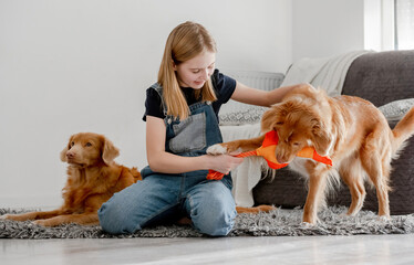 Girl Plays With Two Nova Scotia Retrievers At Home On The Floor With A Duck Toy, Nova Scotia...